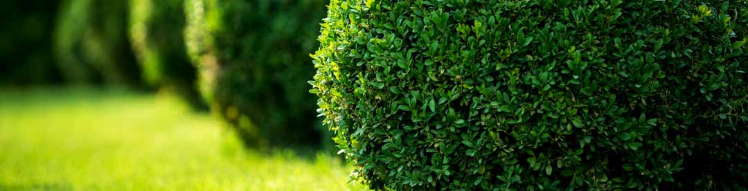 a shrubbery