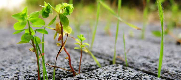 weed control